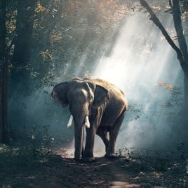 elephant-1822636_1280