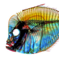 Group logo of Robotics Professionals