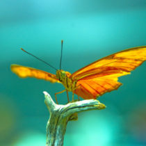 Group logo of Knitting Fans