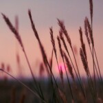 night-breeze