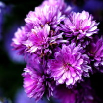 Group logo of Sport Community